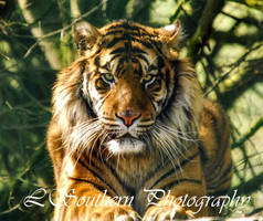 .:Sumatran Tiger:.