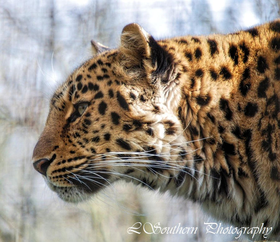.:Amur Leopard:.