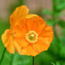 .:Bright As A Poppy:.