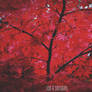.:Red:.