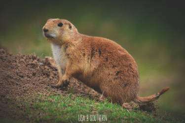 .:Prairie Guard Dog:. by LSouthern
