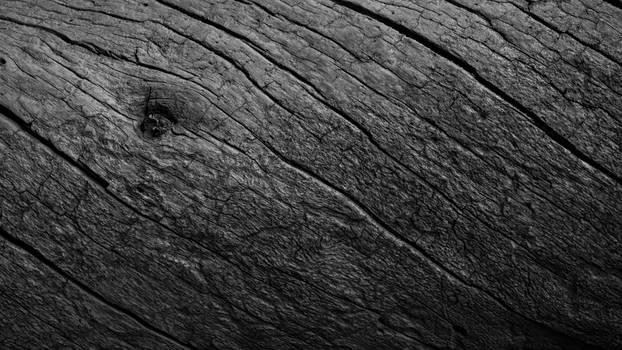 Bark Abstract 3