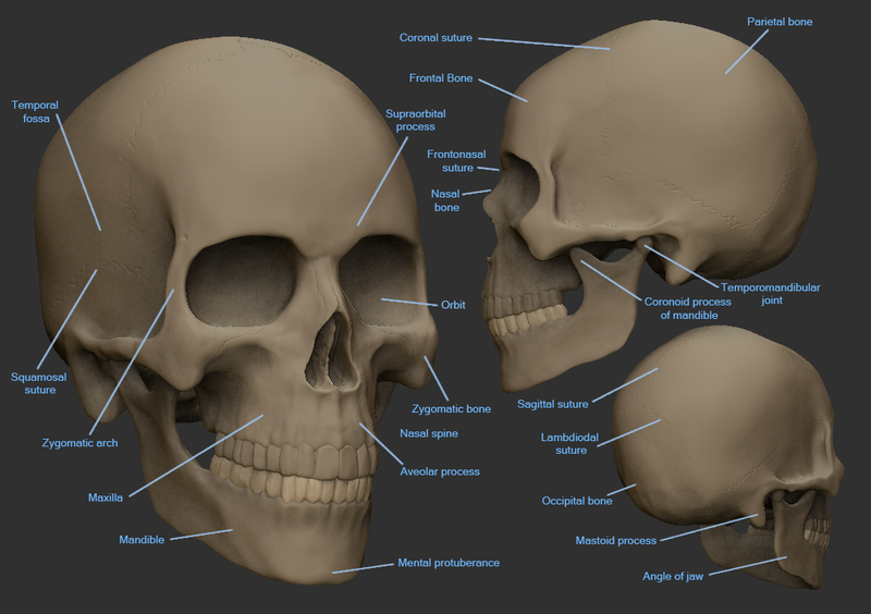 Anatomy Workshop: Skull