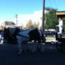 Carriage Horse 02