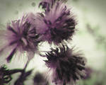 Purple thistle flower by VasiDragos