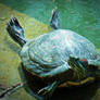 grumpy turtle