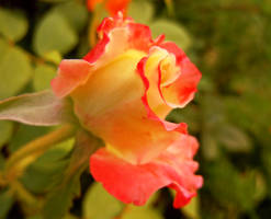 Simply rose