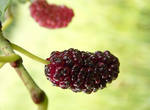 Mulberry fruit by VasiDragos
