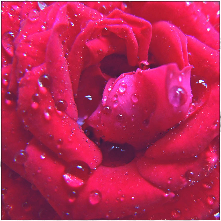 Jocelyne's rose by VasiDragos