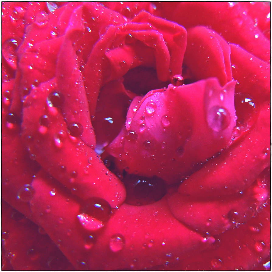 Jocelyne's rose by VasiDragos Jocelyne's rose by VasiDragos