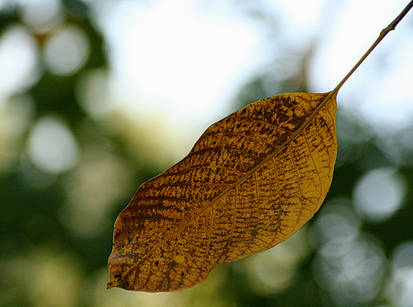 The last leaf