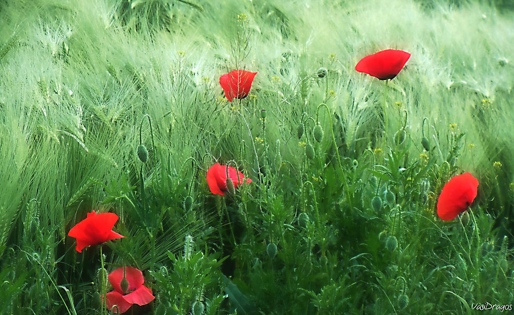 Sweet summer by VasiDragos on DeviantArt