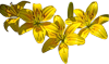 yellow lily by VasiDragos