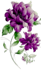 Purple Flower by VasiDragos