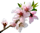 peach bloom