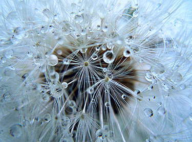 Dandelion