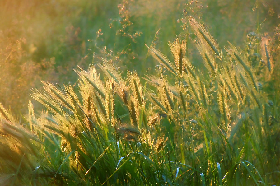 Warm evening by VDragosPhotography Warm evening by VDragosPhotography