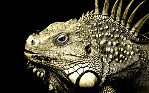 Iguana ~ wallpaper