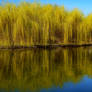 Willows on the water