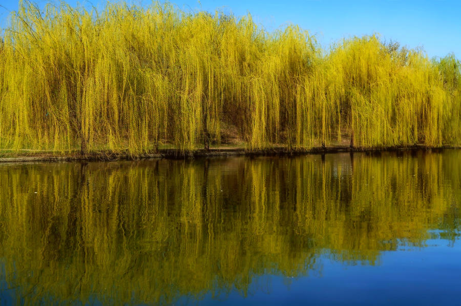 Willows on the water