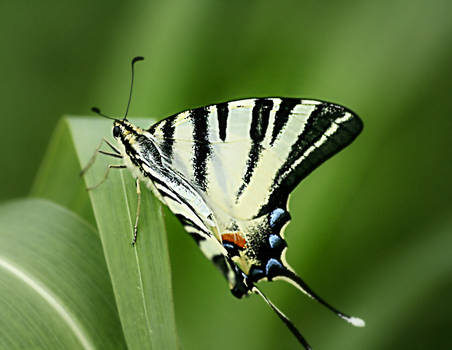 On the wings of the wind