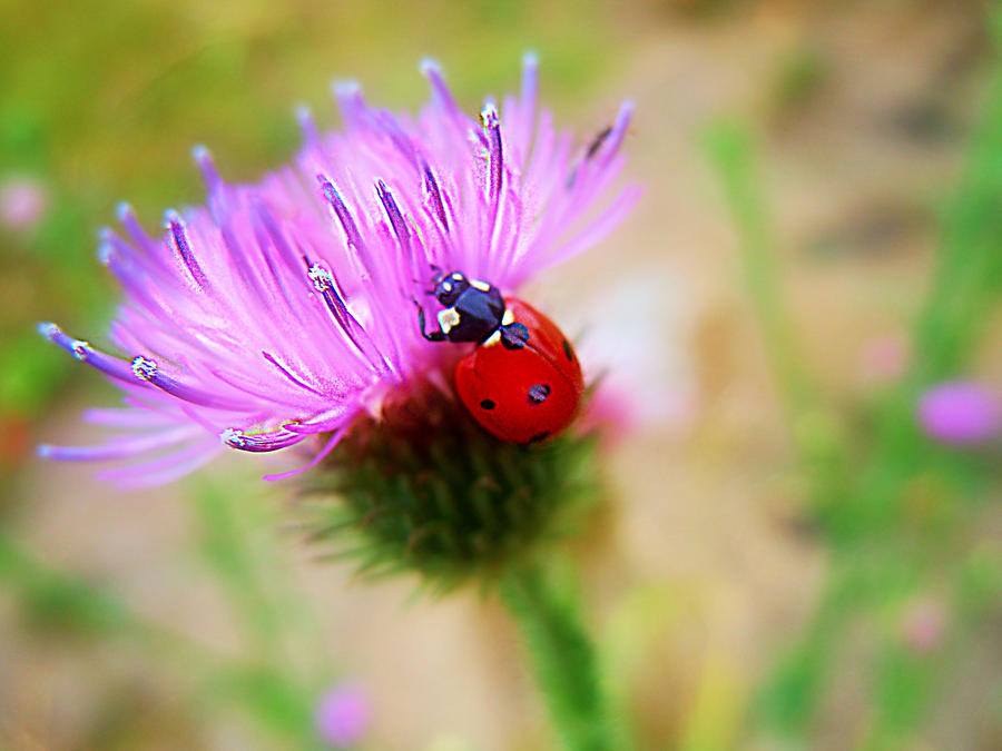Ladybug story by VasiDragos