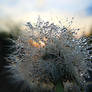 Dandelion in the sunset