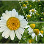 Chamomile flowers