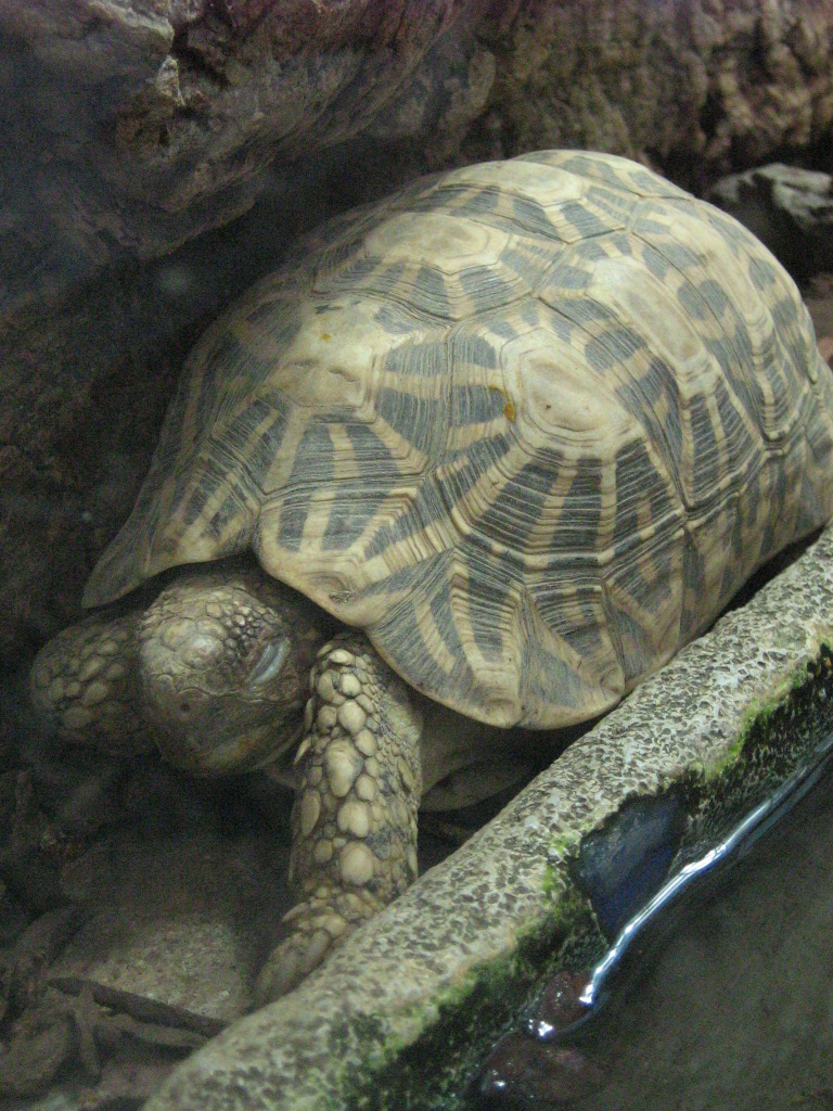 Indian Star Tortoise