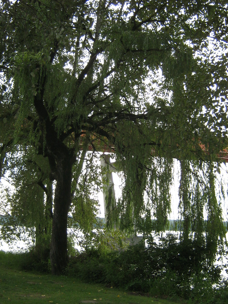 Willow By the River I