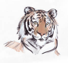 Tiger in Markers