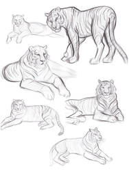 Tiger studies