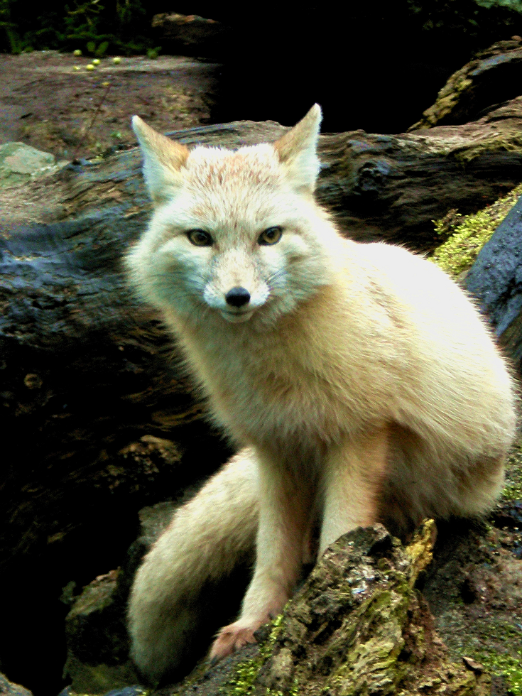 Arctic Fox