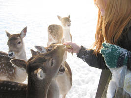 Feeding the deer