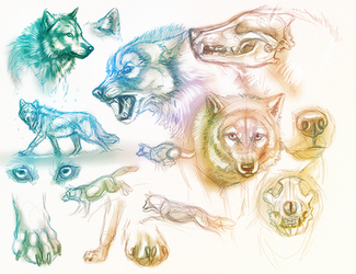 Wolf Sketches