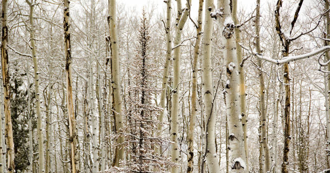 Colorado Aspen Stand 1920x1080