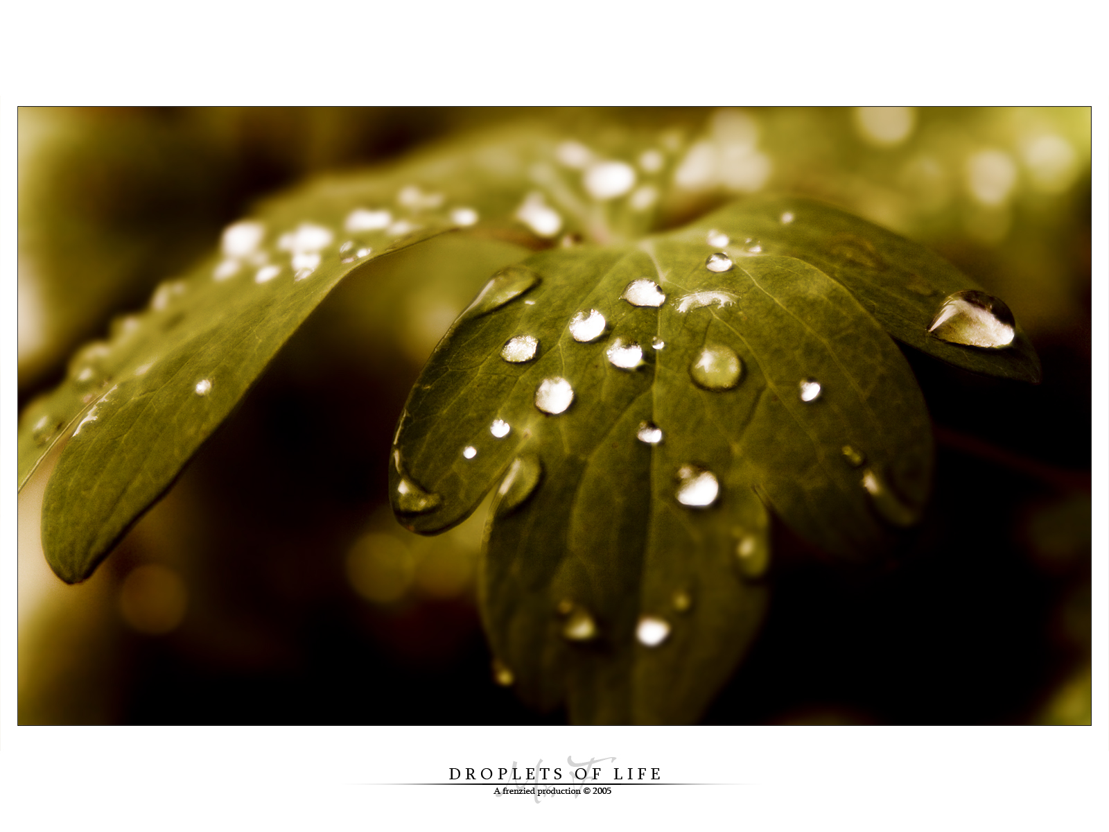 Droplets of life by Mr-Frenzy