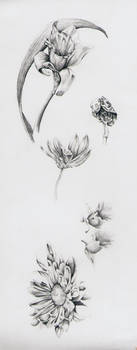 Botanical sketches