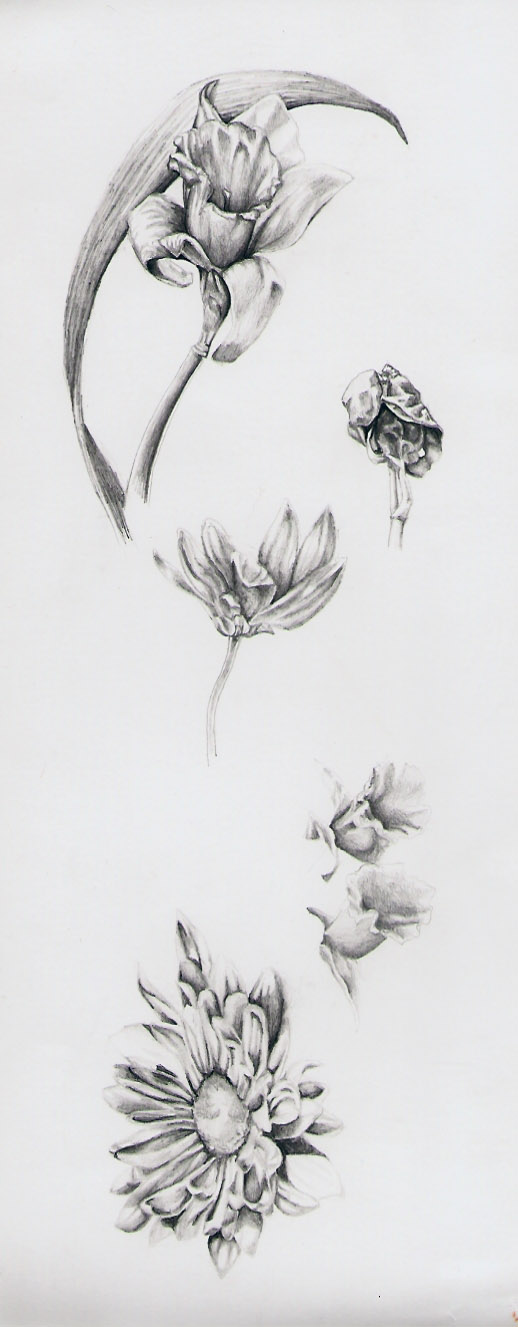 Botanical sketches