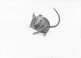 Mouse Drawing