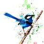 Fairy Wren