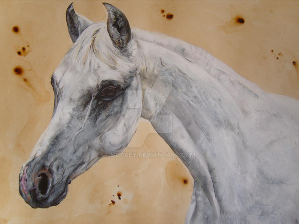 white arab horse