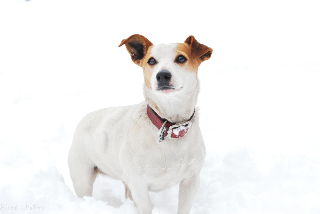 Ginger - Jack Russell