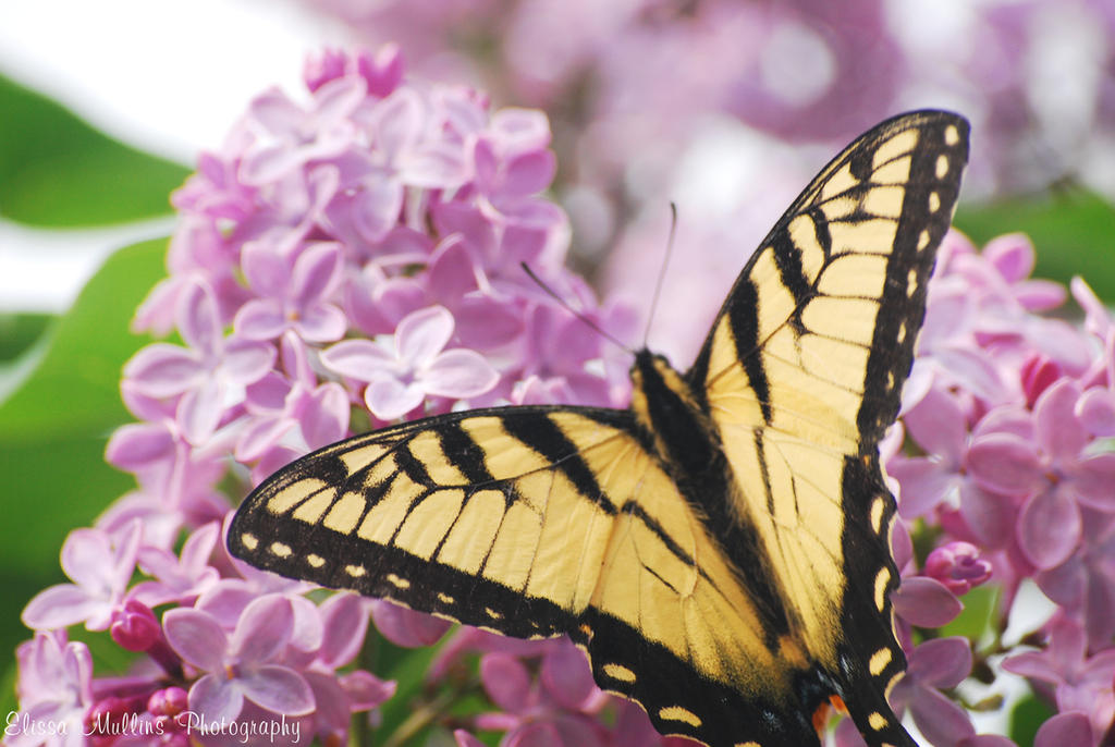 Butterfly and Lilacs