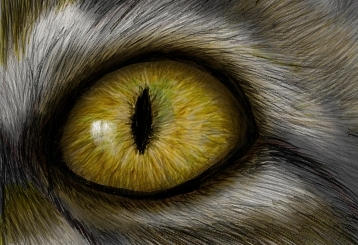 Cat's Eye