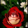 Red Rose