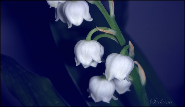 Convallaria Majalis