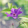 Starry Flower