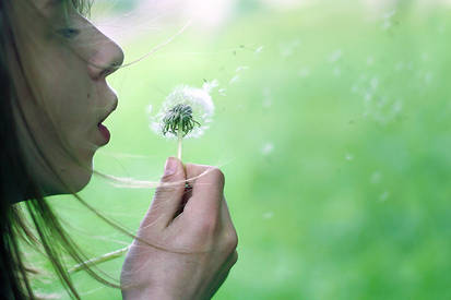 Dandelion Wish