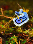 Chromodoris lochi by Saad-A Chromodoris lochi by Saad-A